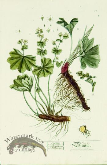 Blackwell German 157